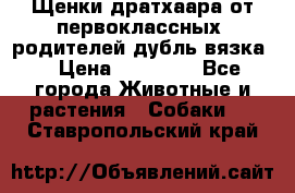 Щенки дратхаара от первоклассных  родителей(дубль вязка) › Цена ­ 22 000 - Все города Животные и растения » Собаки   . Ставропольский край